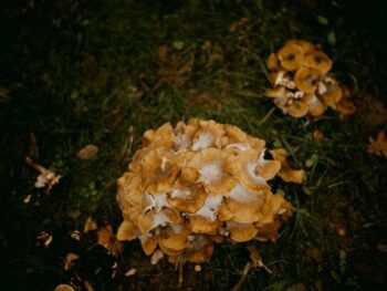 Photo by Annie Spratt patchouli oil, antifungal, antimicrobial, essential oil